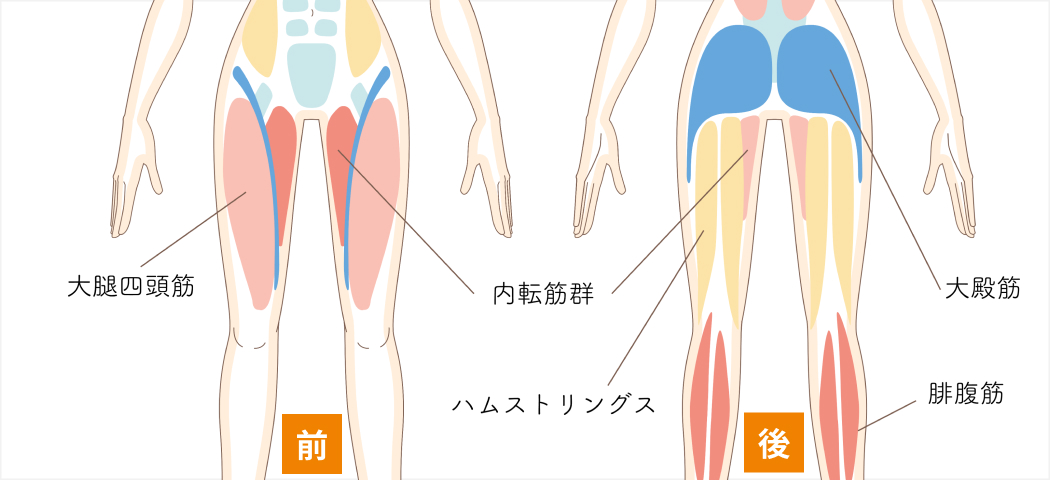 太もも 脚はなぜ太くなる その原因とかんたん 脚痩せ トレーニング ティップネスマガジン