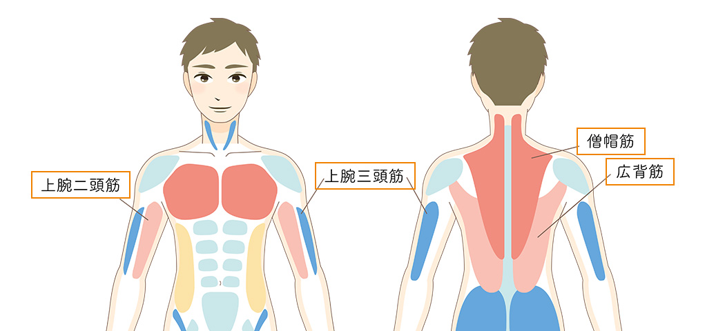 ジムやウォーキング始める方必見‼ ジムやウォーキング始める方必見‼ 筋トレ・ジム初心者におすすめ！運動