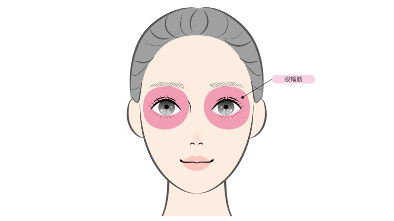 眼輪筋（目の周りの筋肉）を指し示す図