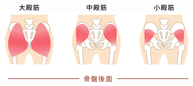 お尻が垂れる原因、それはずばり「お尻周りの筋力の低下」です。