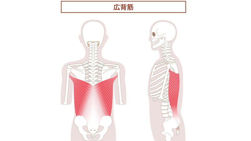 広背筋（こうはいきん）