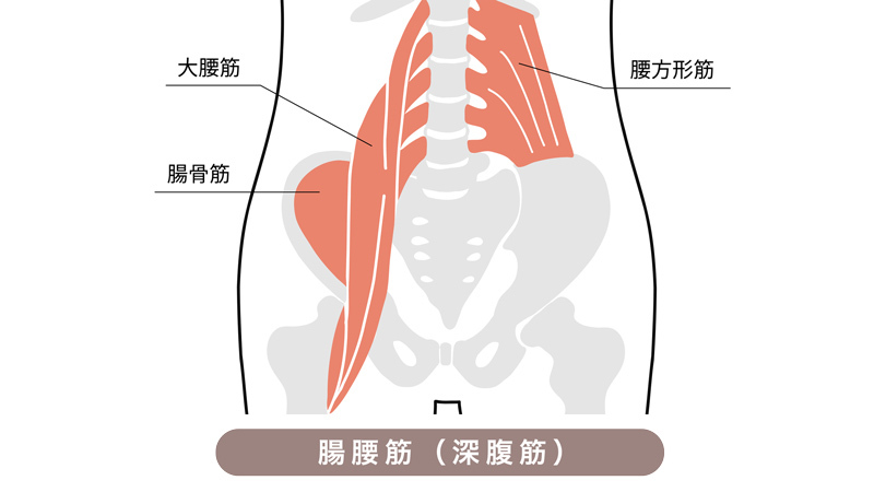 腸腰筋（ちょうようきん）