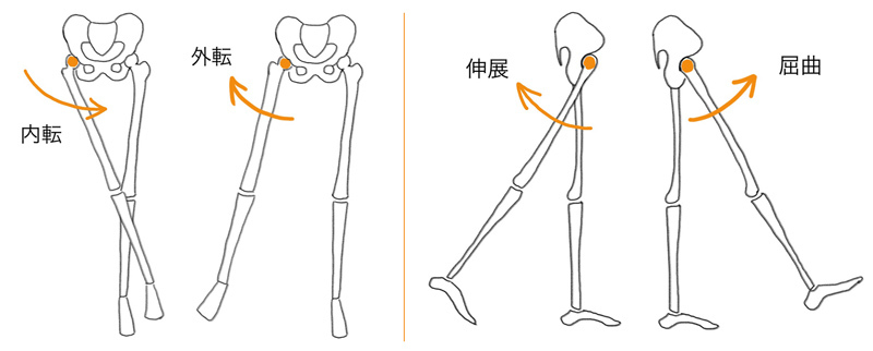 股関節の役割とは