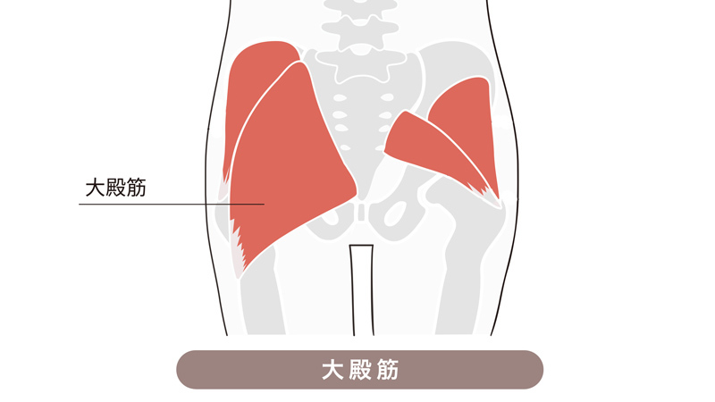 大殿筋