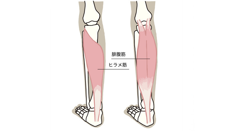 【予備知識】ふくらはぎの筋肉と役割