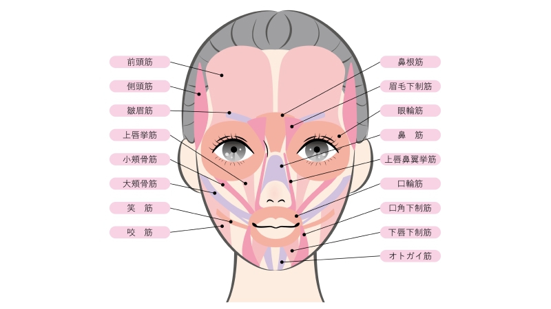 表情筋の図