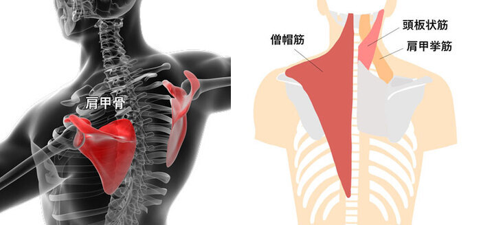 肩こり改善には肩甲骨（けんこうこつ）とその周りの筋肉をほぐすことがカギ！