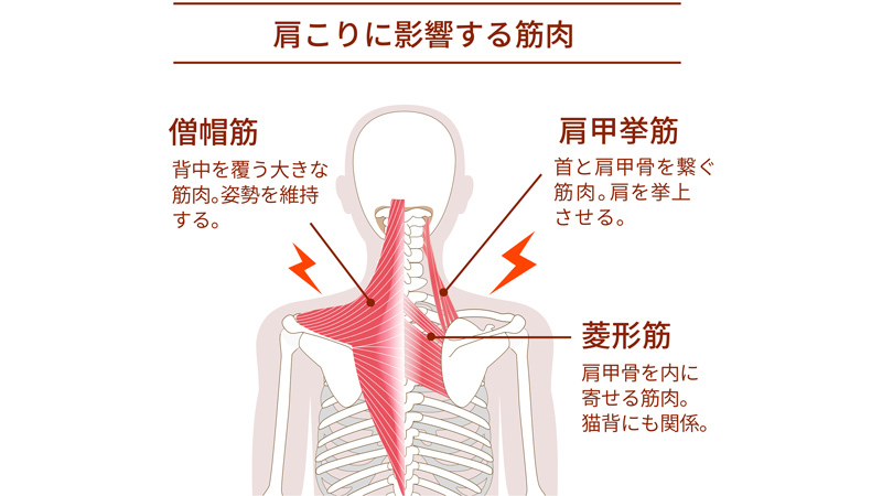 首から肩にかけての3つの筋肉