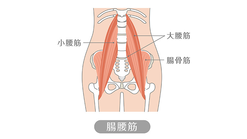 そもそも腸腰筋とは