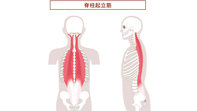 脊柱起立筋（せきちゅうきりつきん）