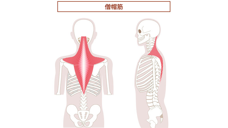 僧帽筋（そうぼうきん）