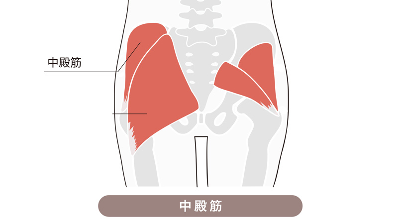 中殿筋