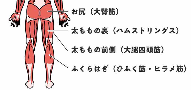 スクワットは筋トレ効果が高い